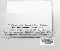 Diaporthe eres image